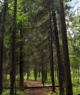Сохранить гор.леса Петрозаводска помогут художники