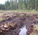 Обращение в прокуратуру Ленинградской области касательно вырубки в районе Ильичевского озера