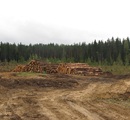 Обращение в прокуратуру Ленинградской области касательно вырубки в районе Ильичевского озера